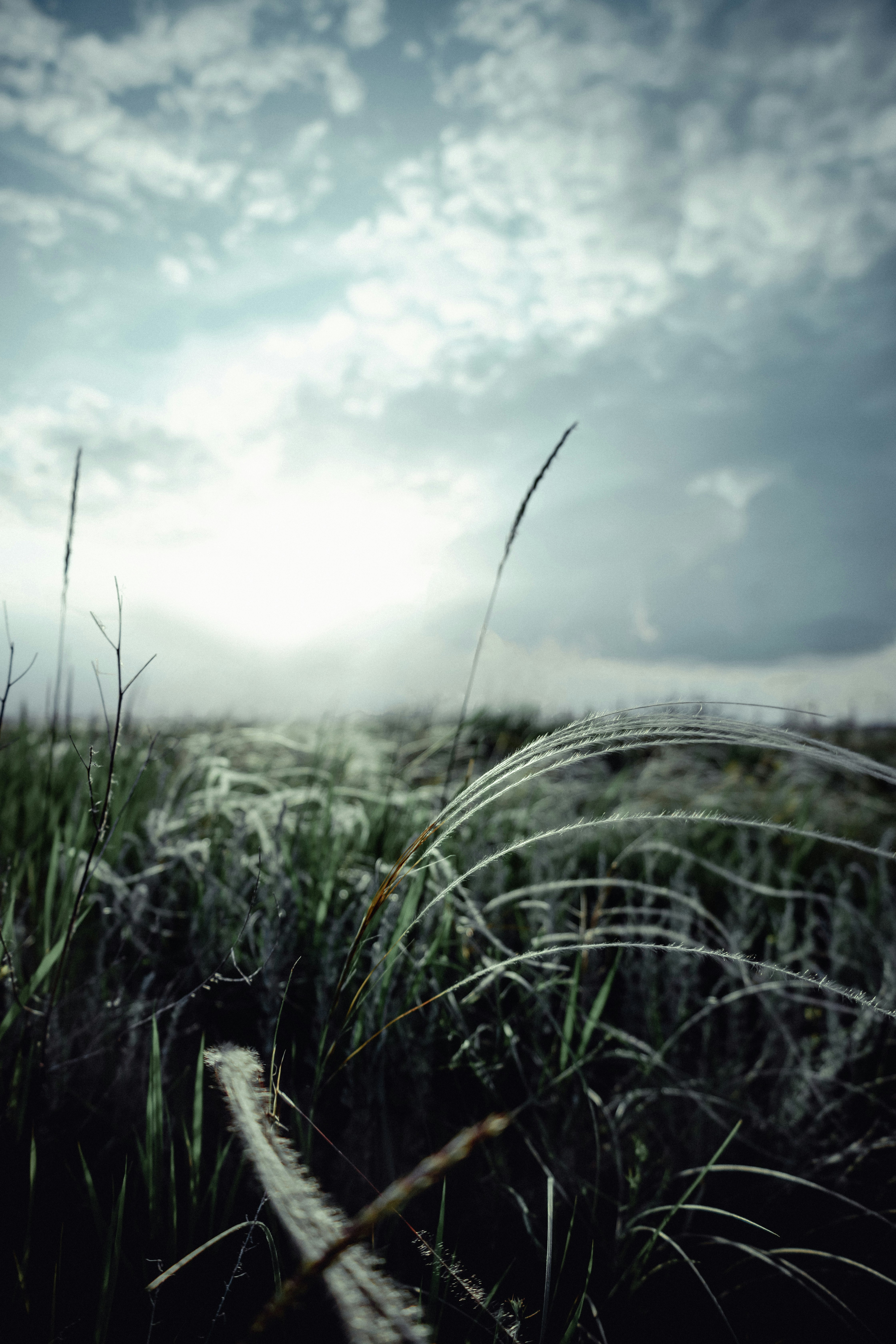 green grass under white clouds and blue sky during daytime